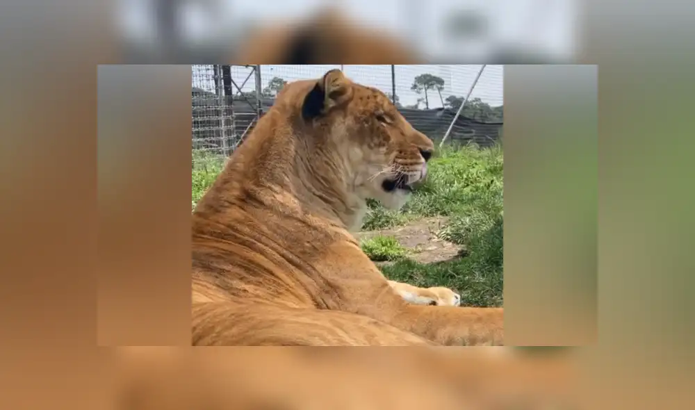 Desliza hacia la izquierda para ver las imágenes del viral de YouTube. Fotocaptura: Black Jaguar While Tiger. Desliza hacia la izquierda para ver las imágenes del viral de YouTube. Fotocaptura: Black Jaguar While Tiger.