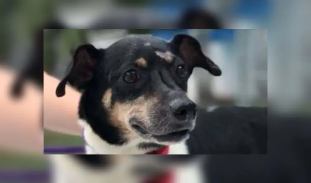 El can había sido adoptado por la familia Butler. Foto: Humane Society. El can había sido adoptado por la familia Butler. Foto: Humane Society.