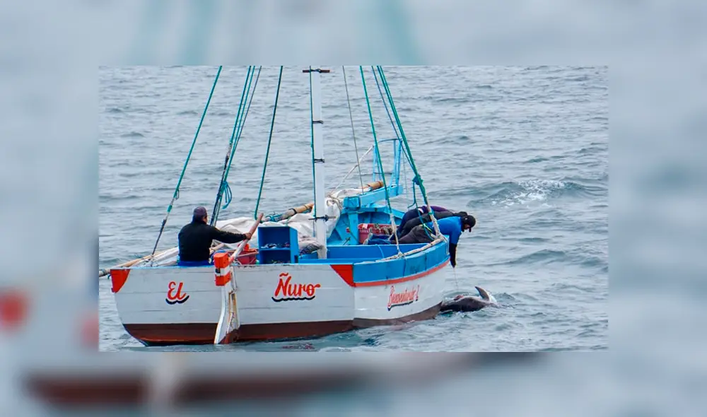 Video registró que pescadores arponearon a delfines en El Ñuro. Foto: Difusión