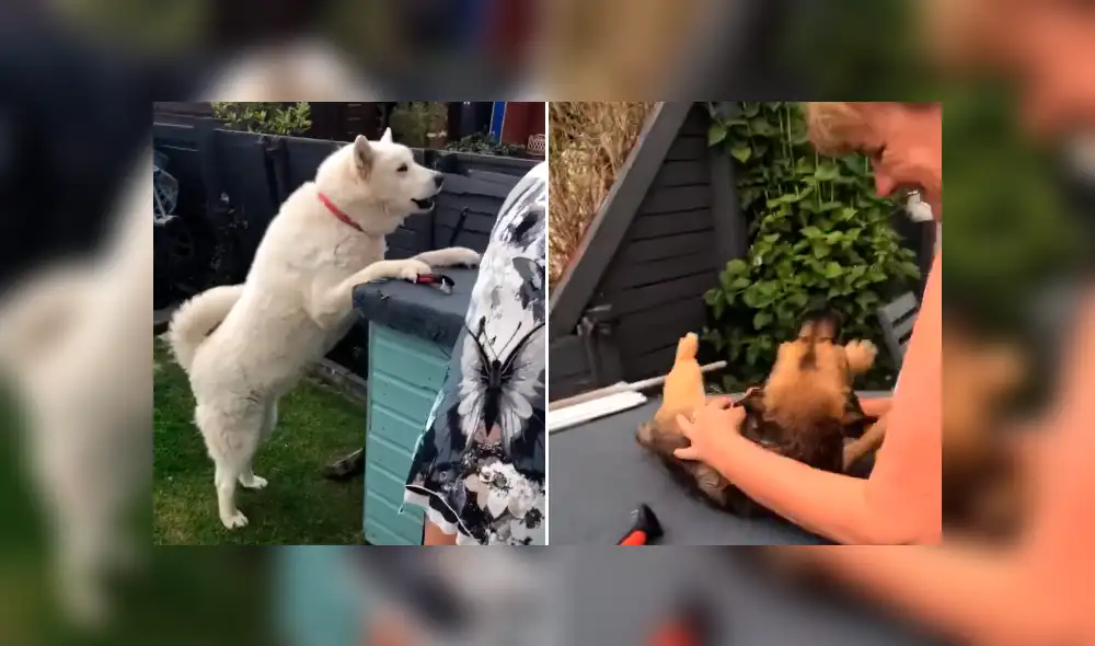 Desliza la imagen compartida para verlas todas. Foto: ViralHog/YouTube Desliza la imagen compartida para verlas todas. Foto: ViralHog/YouTube