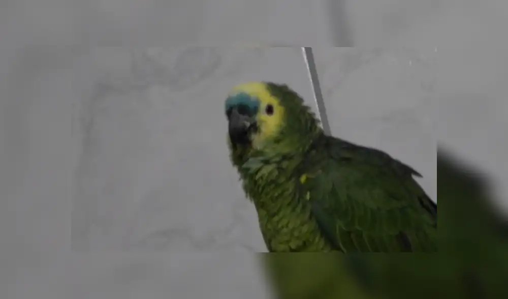 Desliza para tener detalles de este tierno video que se volvió viral en YouTube. Foto: Captura.