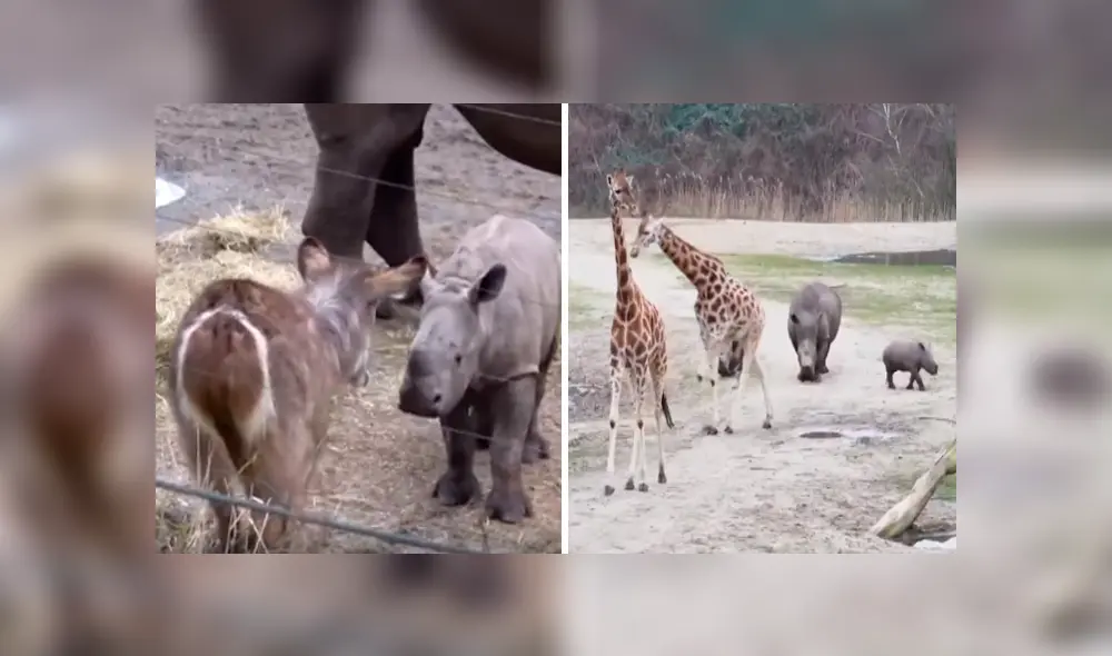 Desliza las imágenes para observar la tierna conducta de un rinoceronte cuando se encuentra por primera vez con otros animales. Desliza las imágenes para observar la tierna conducta de un rinoceronte cuando se encuentra por primera vez con otros animales.