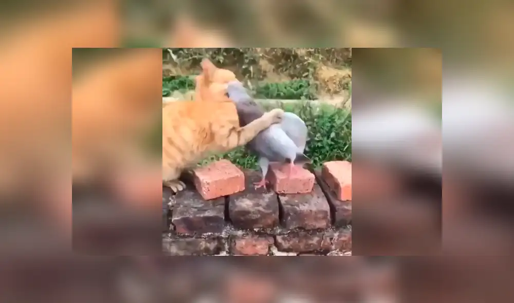 Desliza para ver el desenlace del video viral de Facebook. Foto: Captura. Desliza para ver el desenlace del video viral de Facebook. Foto: Captura.