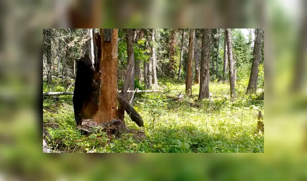 Facebook viral: hambriento oso encuentra comida dentro de árbol y hace lo imposible para sacarlo [VIDEO] 