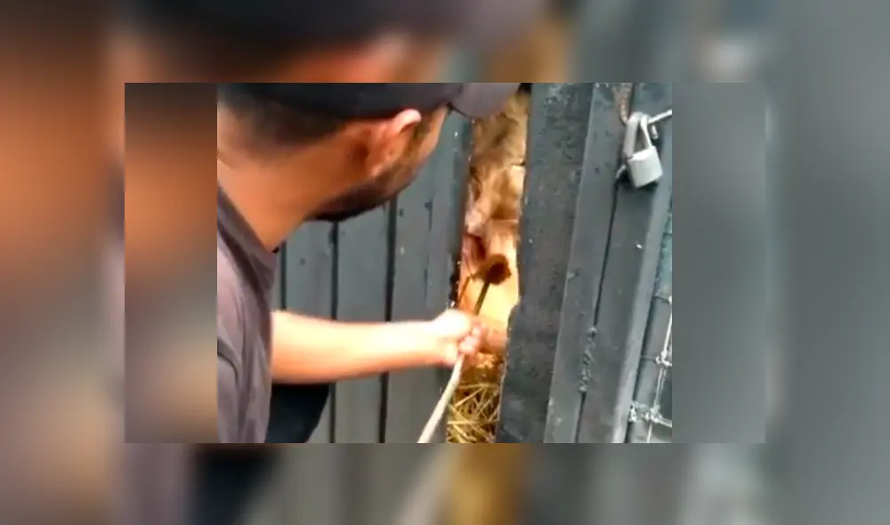 Un video viral de YouTube registró el momento en que un novato cuidador de leones alimenta a uno de los depredadores.