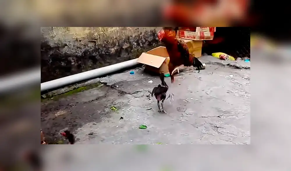 Facebook viral: Pollito entrena con su papá y aprende a defenderse con picotazos [VIDEO] 