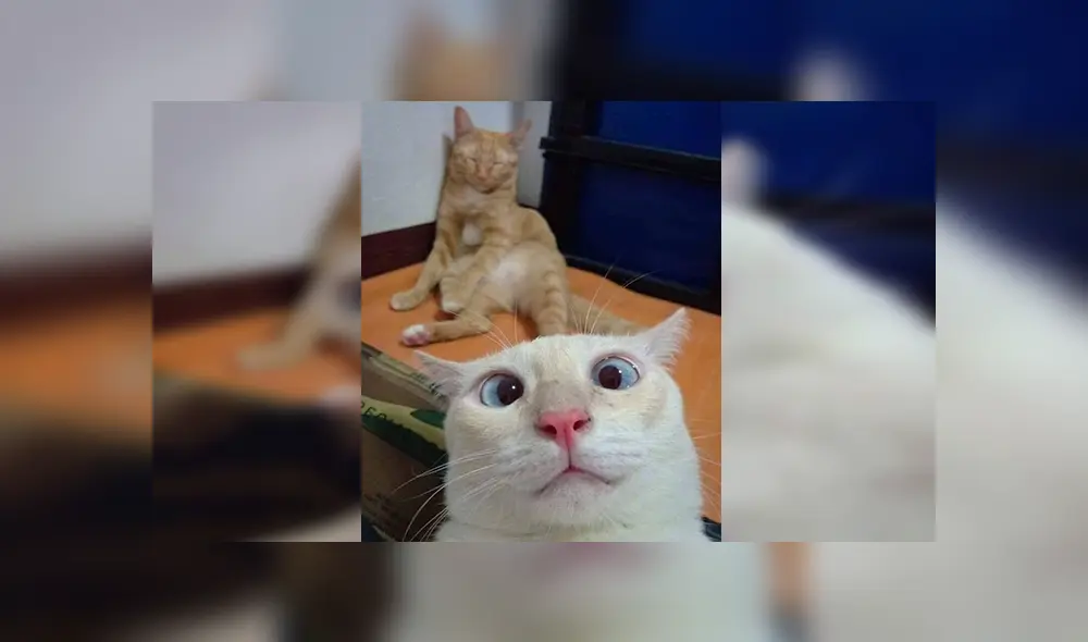 Facebook viral: divertido gatito utiliza celular de dueño para tomarse 'selfies' y este es el resultado [FOTOS]