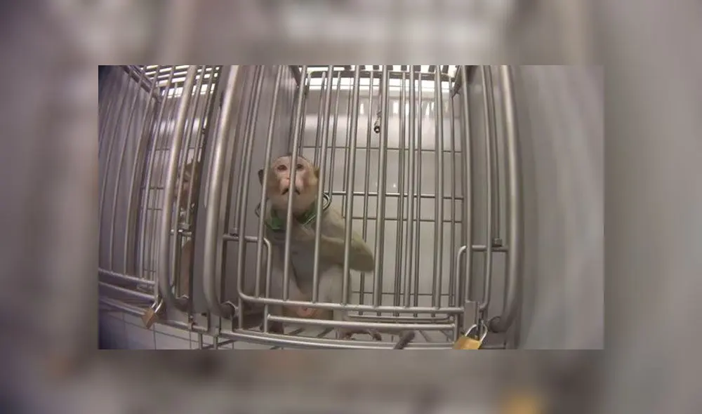 Video revela brutal maltrato contra monos y animales domésticos en laboratorio. Foto: Captura Video revela brutal maltrato contra monos y animales domésticos en laboratorio. Foto: Captura