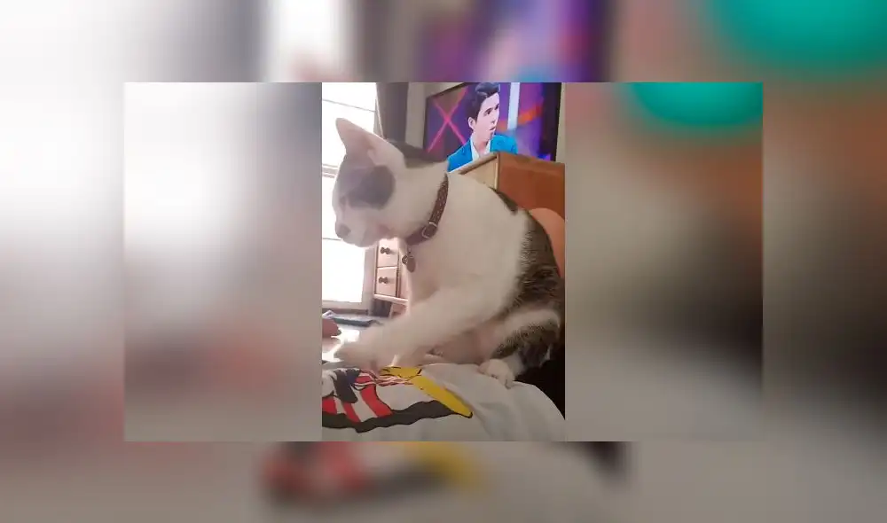 Desliza las imágenes para ver el tierno 'favor' que le hizo un gato a su dueña. Foto: Press Viral Desliza las imágenes para ver el tierno 'favor' que le hizo un gato a su dueña. Foto: Press Viral