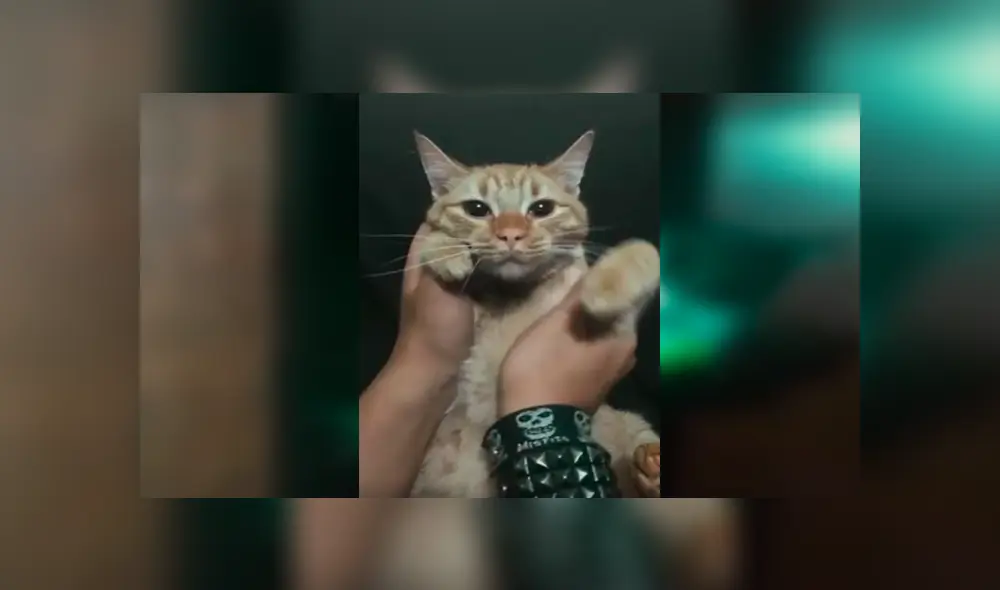 Desliza las imágenes hacia la izquierda para apreciar la actuación de los traviesos gatos con la canción de Pimpinela.