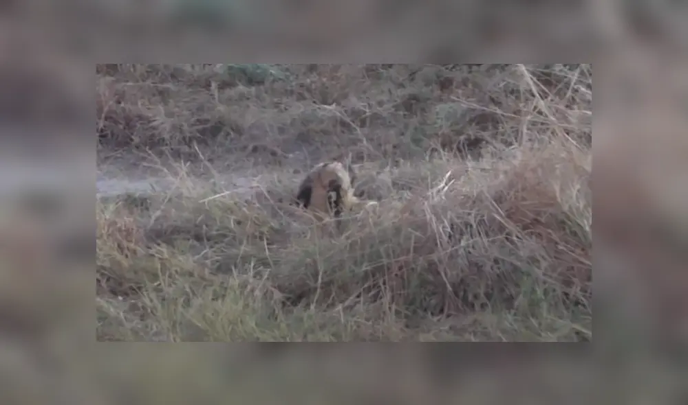 Desliza la imagen de YouTube para verlas todas. Foto: Kruger Sightings Desliza la imagen de YouTube para verlas todas. Foto: Kruger Sightings