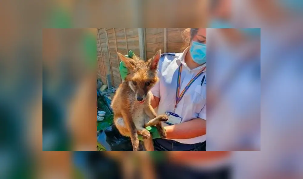 Desliza la imagen compartida en Facebook para ver todas las fotos.