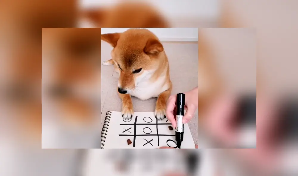 Desliza las imágenes para apreciar la destreza de un perro tras enfrentar a su dueña en una partida de ‘michi’.