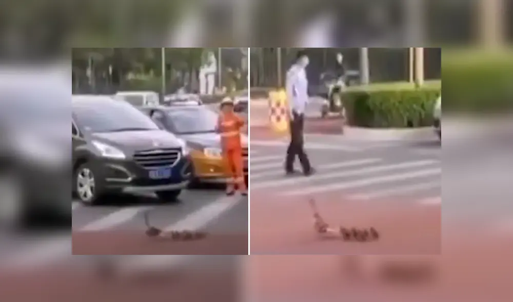 Un policía vio a los patos y decidió para el tránsito para que las aves crucen. Foto: YouTube