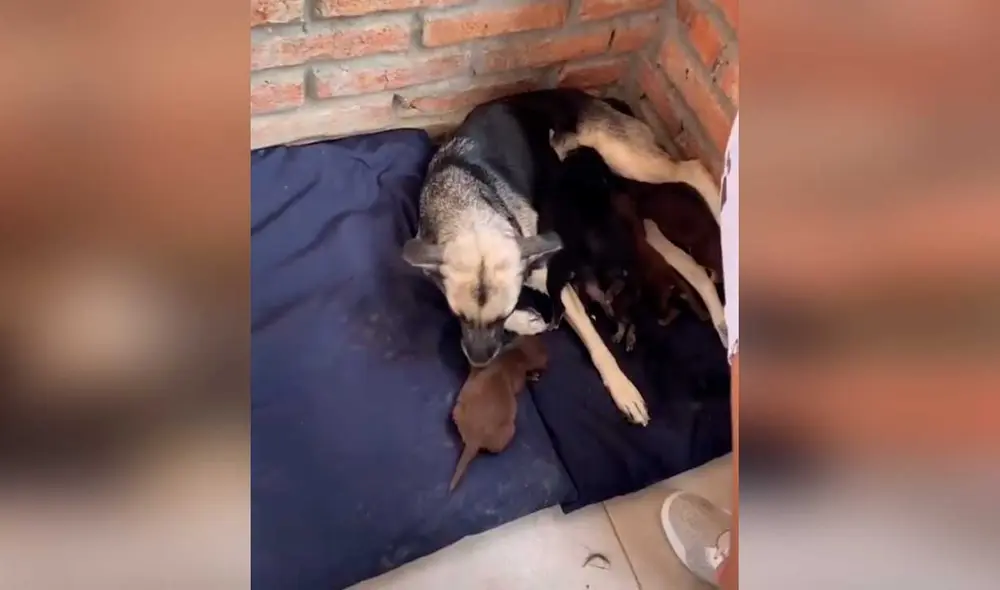 Desliza las imágenes para ver la emotiva escena que protagonizó esta perrita junto a sus crías. Fotocaptura: Jefferson Ortiz/Tiktok Desliza las imágenes para ver la emotiva escena que protagonizó esta perrita junto a sus crías. Fotocaptura: Jefferson Ortiz/Tiktok