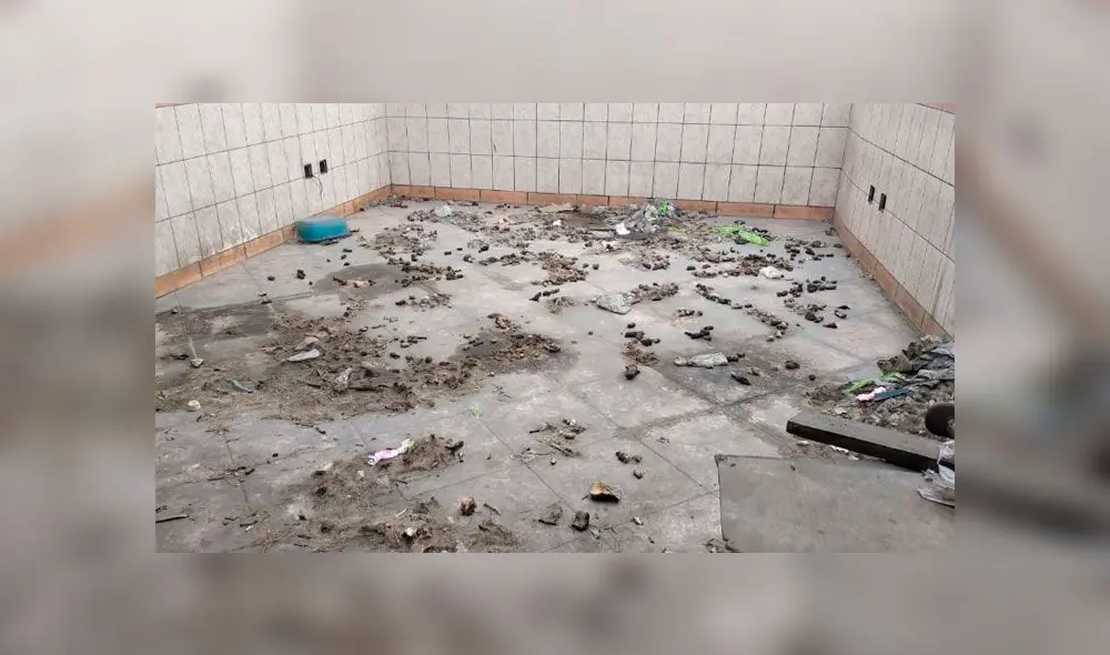 Restacan a cachorro abandonado que habría vivido entre restos de otros perros [FOTOS y VIDEO]