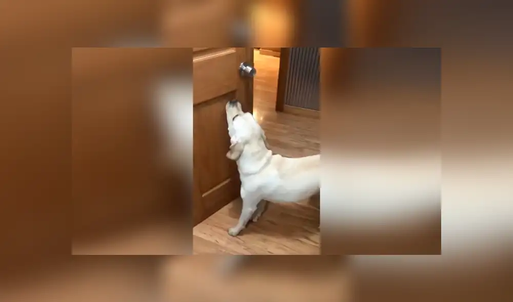 Desliza las imágenes para ver cómo un perro apoya a su dueño y ordena las cosas en su hogar. Foto: Captura. Desliza las imágenes para ver cómo un perro apoya a su dueño y ordena las cosas en su hogar. Foto: Captura.