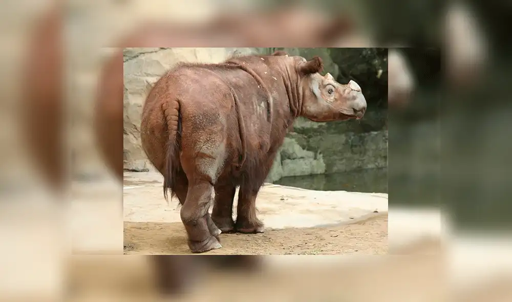 Malasia: Muere último rinoceronte macho de Sumatra en cautiverio 