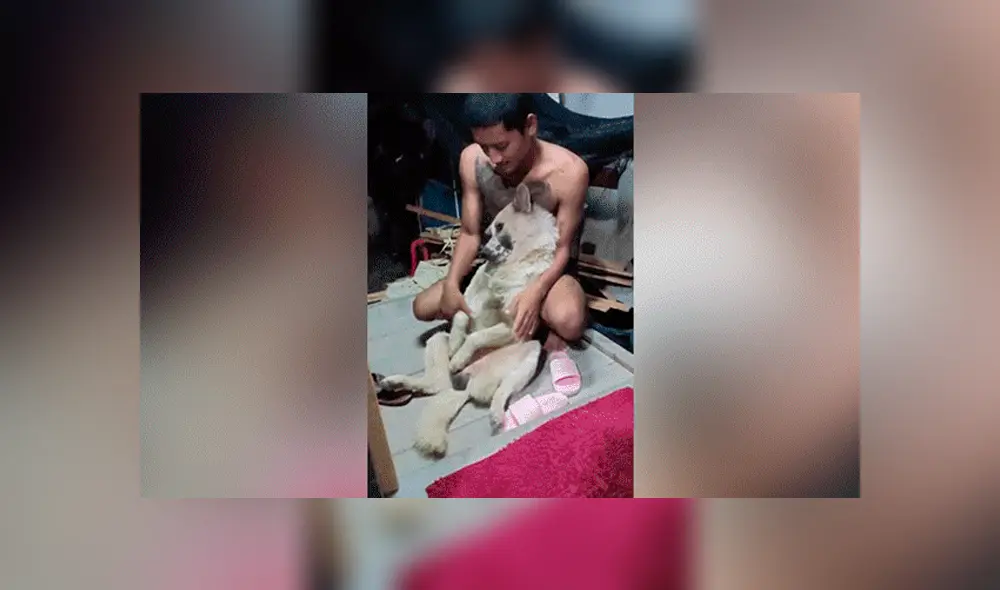 YouTube viral: perrito no quiso que dueño lo bañe y fingió su muerte [VIDEO]
