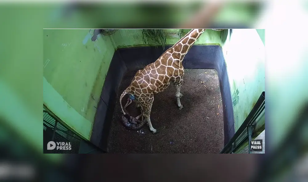 Desliza para ver los detalles de este video viral publicado en YouTube. Foto: Captura. Desliza para ver los detalles de este video viral publicado en YouTube. Foto: Captura.