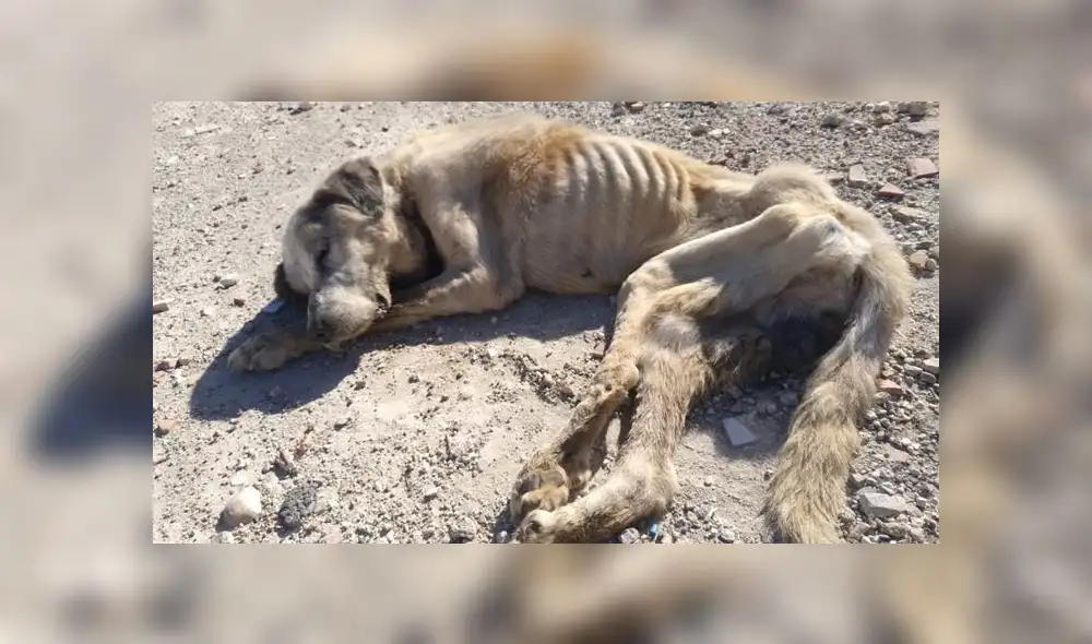Ragnar, tras seis días de luchar por sobrevivir, ha fallecido por un cuadro crítico de desnutrición. (Foto: Twitter) Ragnar, tras seis días de luchar por sobrevivir, ha fallecido por un cuadro crítico de desnutrición. (Foto: Twitter)