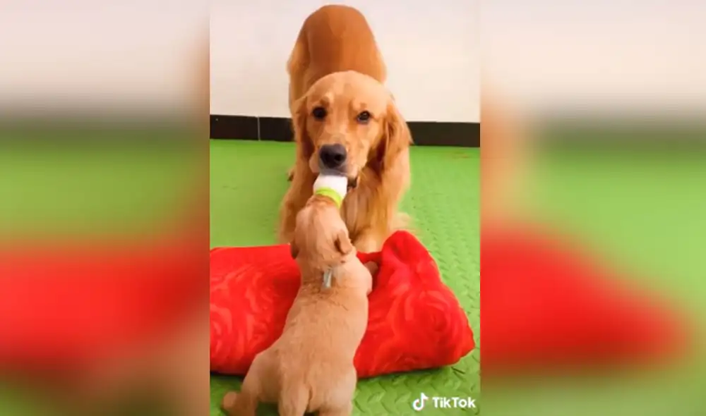 Desliza hacia la izquierda para ver más imágenes de esta conmovedora escena. Foto: captura de TikTok Desliza hacia la izquierda para ver más imágenes de esta conmovedora escena. Foto: captura de TikTok