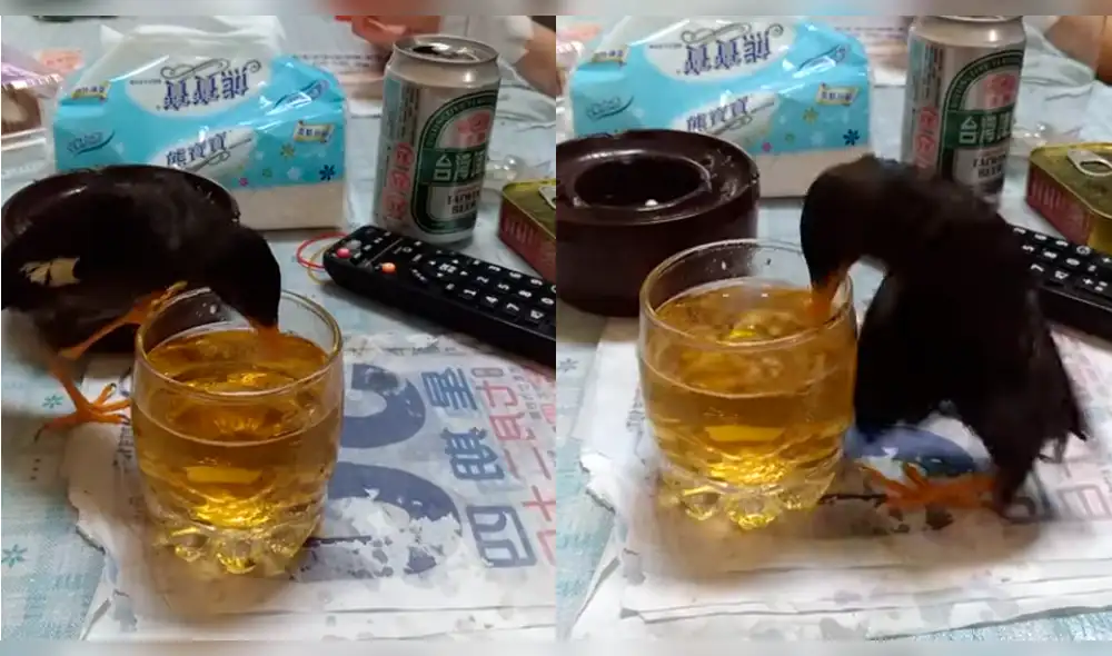 Youtube Viral: captan a pájaro adicto a la cerveza y video causa polémica en Internet [VIDEO] 