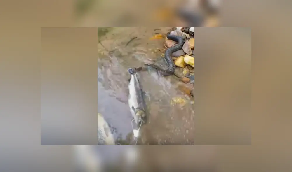 Un pescador captó en un video de YouTube el preciso instante en que forcejea con una serpiente para evitar que se quede con su presa en un caudaloso río. Un pescador captó en un video de YouTube el preciso instante en que forcejea con una serpiente para evitar que se quede con su presa en un caudaloso río.