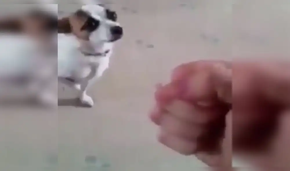 Facebook: perro es 'golpeado' y su actuación desata la locura en internet [VIDEO]