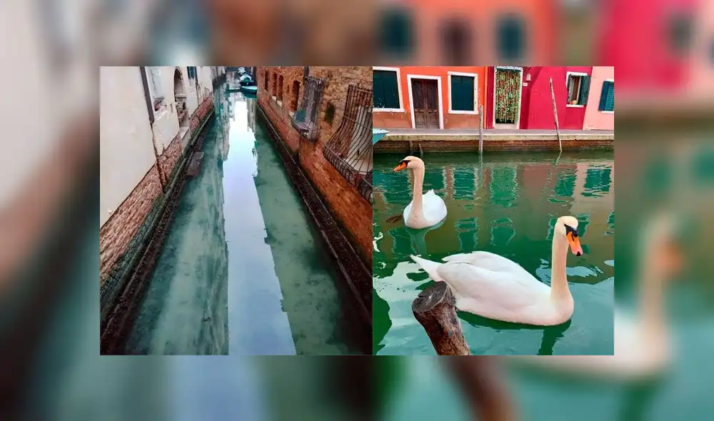 Venecia amanece distinta: canales lucen limpios tras ausencia de turistas por coronavirus [VIDEO] 