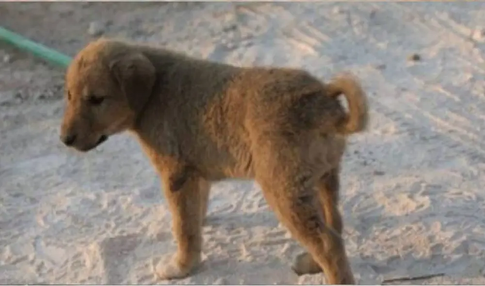Desliza para ver las imágenes del cachorro Bobe. Foto: Zoorprendente Desliza para ver las imágenes del cachorro Bobe. Foto: Zoorprendente