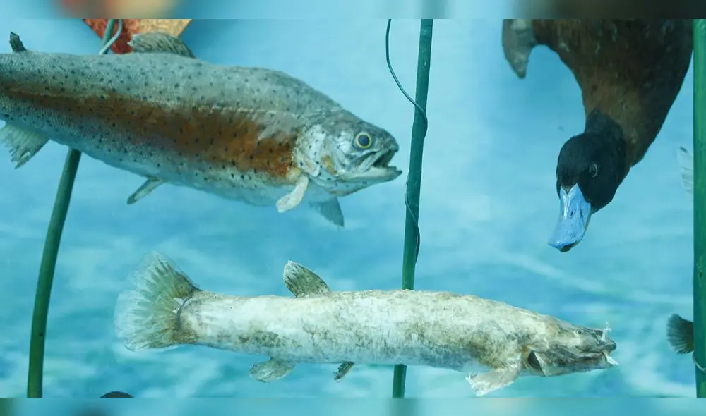 Toda una variedad de peces y aves habitan en esta lago, el más alto del mundo.