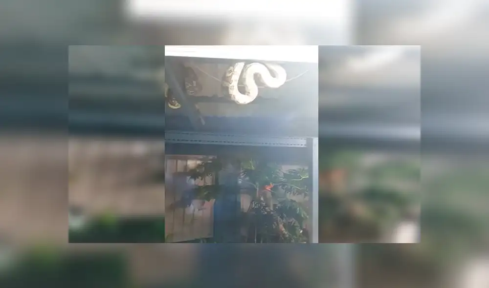 En Facebook, una mujer quedó espantada al encontrar tres enormes pitones en el techo de su patio.