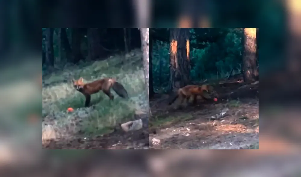 YouTube viral: mujer se topa con zorro salvaje, le lanza una pelota y este tiene insólita reacción