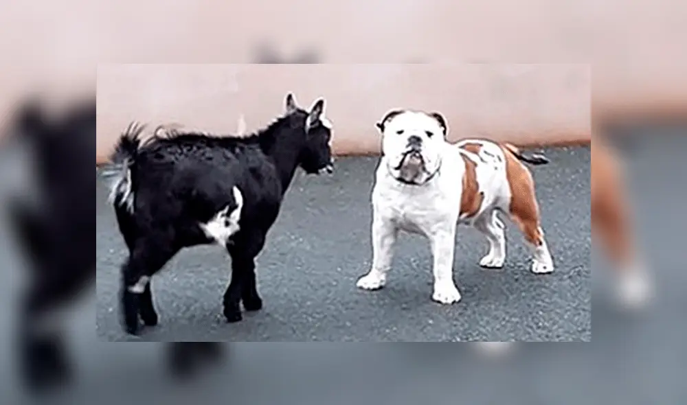 Furiosa cabra ataca a perro, pero la reacción del can sorprende en redes [VIDEO]