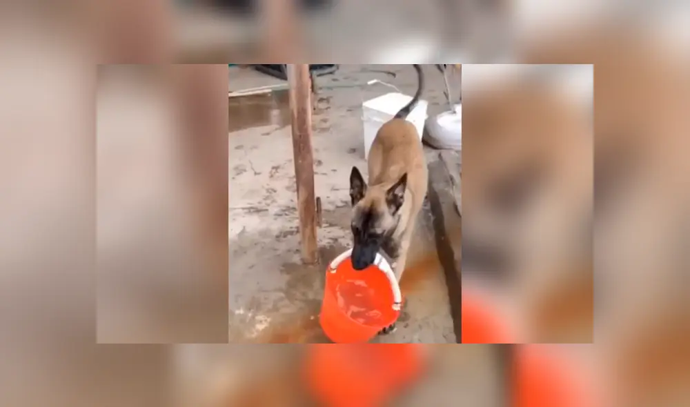 Desliza las imágenes hacia la izquierda para observa la generosa acción de un perro para apoyar a su amo. Foto: Captura.