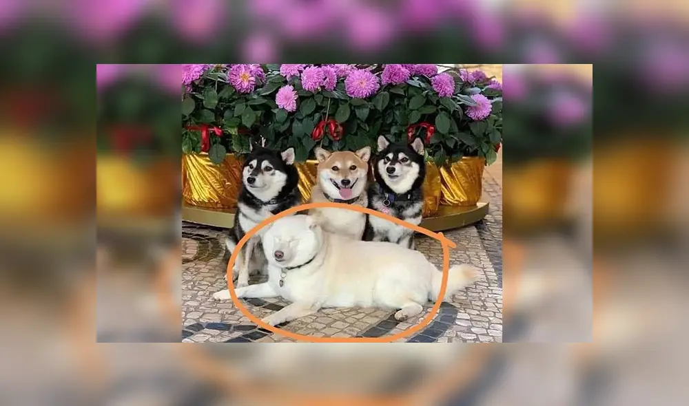 Desliza las imágenes hacia la izquierda para apreciar la travesura que hizo un perro en plena sesión de fotos.