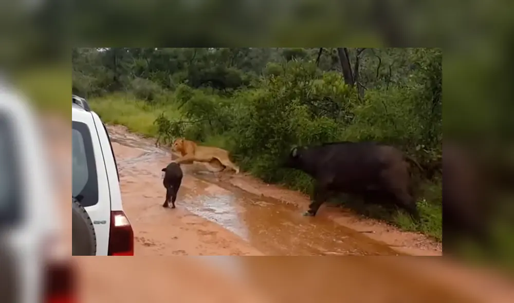 Búfalo bebé es rescatado por su madre luego de que un feroz león intentara devorarlo [VIDEO] 