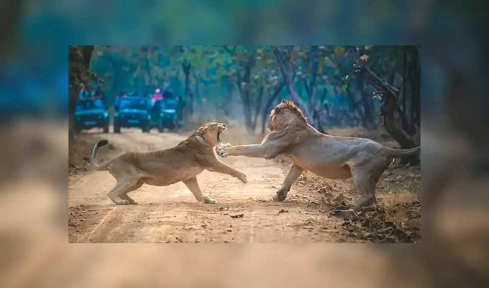 El comportamiento es muy común antes del apareamiento. Foto: Urmil Jhaveri/SWNS El comportamiento es muy común antes del apareamiento. Foto: Urmil Jhaveri/SWNS