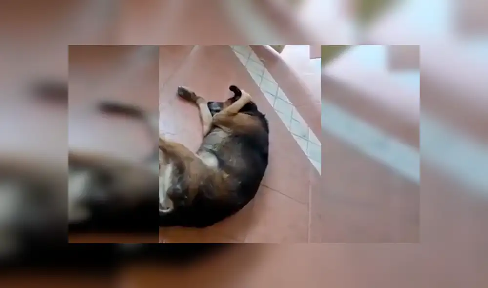 YouTube viral: Perro no soporta escuchar la serenata de su amo y hace lo impensado [VIDEO] 