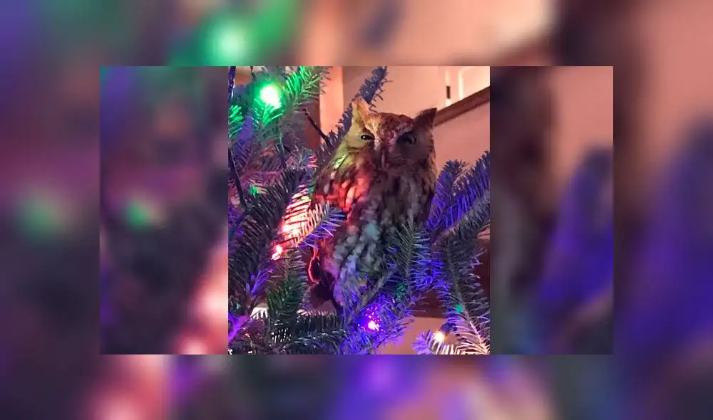 Una de las características de los búhos es que oyen diez veces mejor que los seres humanos. Una de las características de los búhos es que oyen diez veces mejor que los seres humanos.