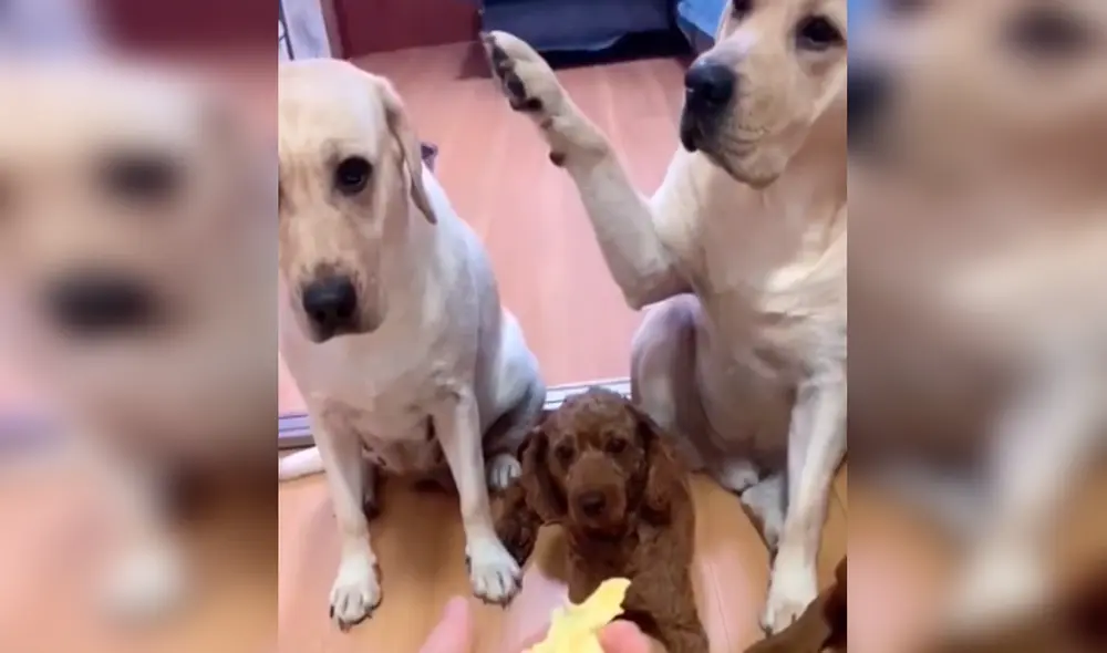 TikTok - animales - viral TikTok - animales - viral