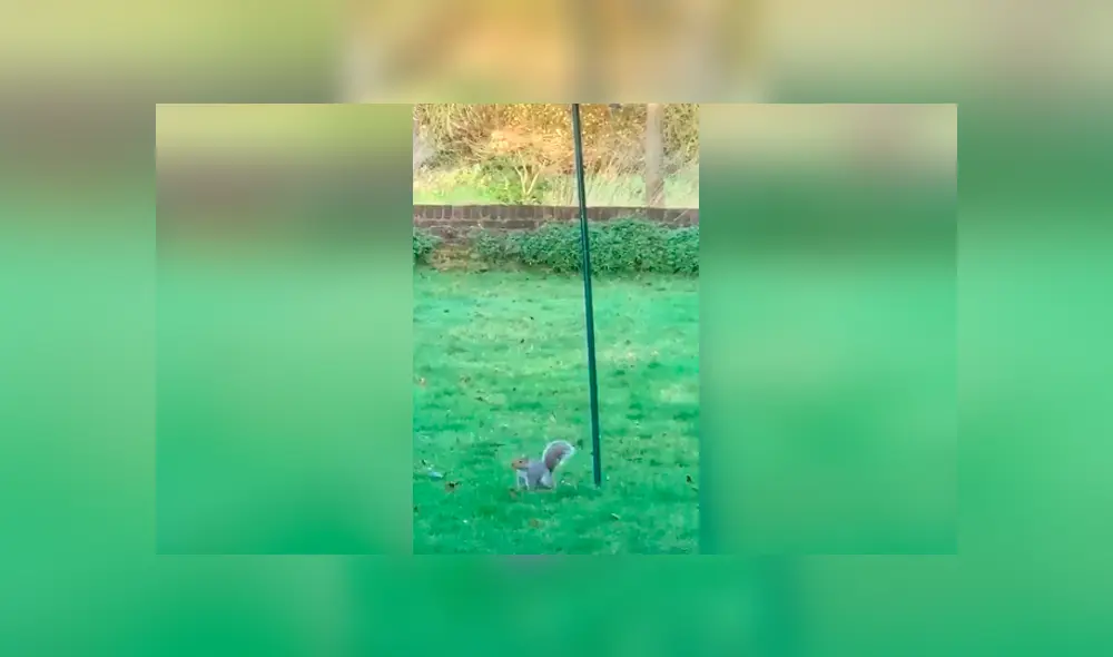 Desliza las imágenes para conocer el curioso truco que inventó una mujer para evitar que una ardilla se lleve la comida.