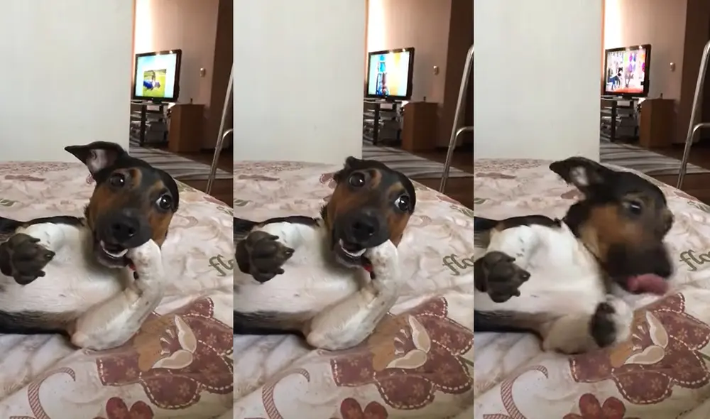 Este peculiar hecho ocurrió en Shakhty, Óblast de Rostov, Rusia. Foto: captura de YouTube