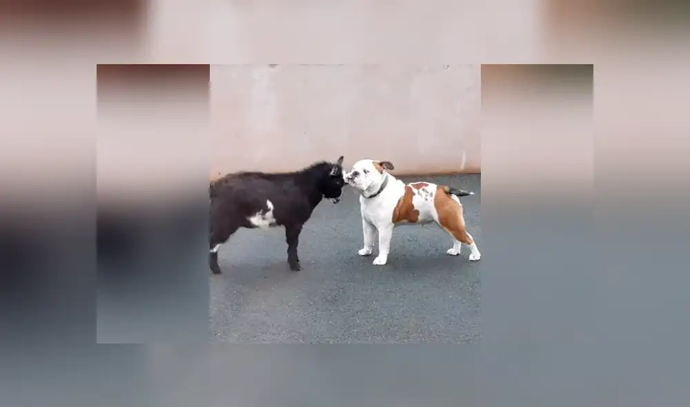 Facebook viral: Cabra bebé se arma de valor y se enfrenta a perro furioso, desenlace sorprende [VIDEO] 
