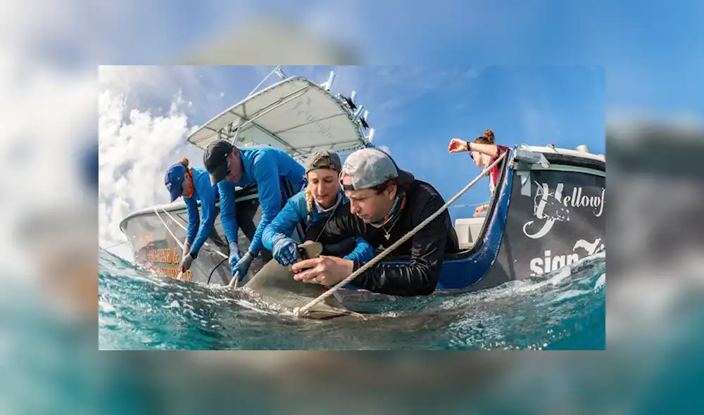 Video es viral en Facebook. Impactantes imágenes muestran el ultrasonido de un tiburón tigre retorciéndose en el útero de su madre Video es viral en Facebook. Impactantes imágenes muestran el ultrasonido de un tiburón tigre retorciéndose en el útero de su madre
