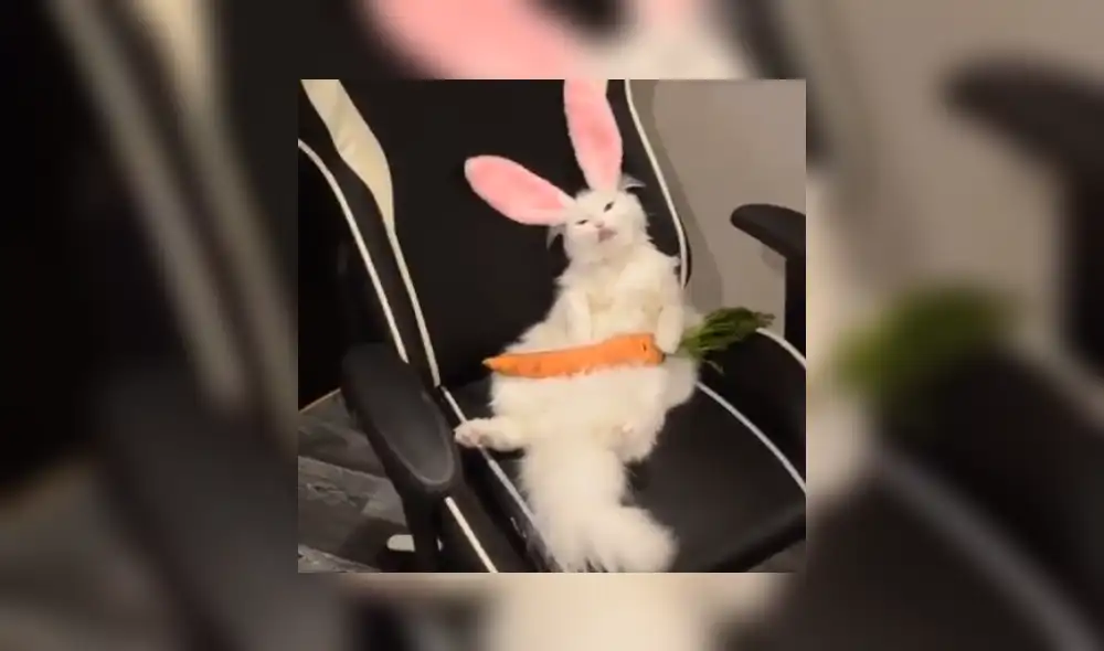 YouTube viral: realiza "experimento" que une a gato con conejo y el resultado es desconcertante [VIDEO]