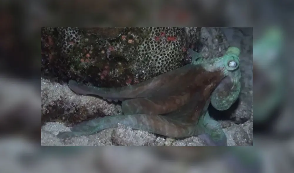 Desliza para descubrir cómo un pulpo dejó a una mujer buzo totalmente maravillada. Foto: Captura. Desliza para descubrir cómo un pulpo dejó a una mujer buzo totalmente maravillada. Foto: Captura.