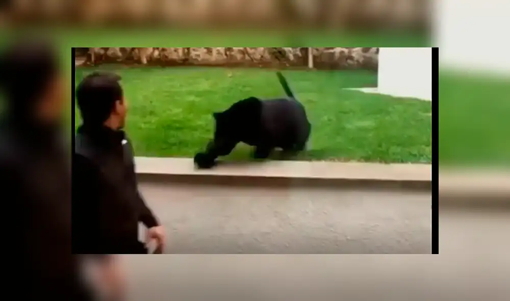 Facebook viral: ¿pantera negra atacó a su cuidador? Video causa terror en usuarios