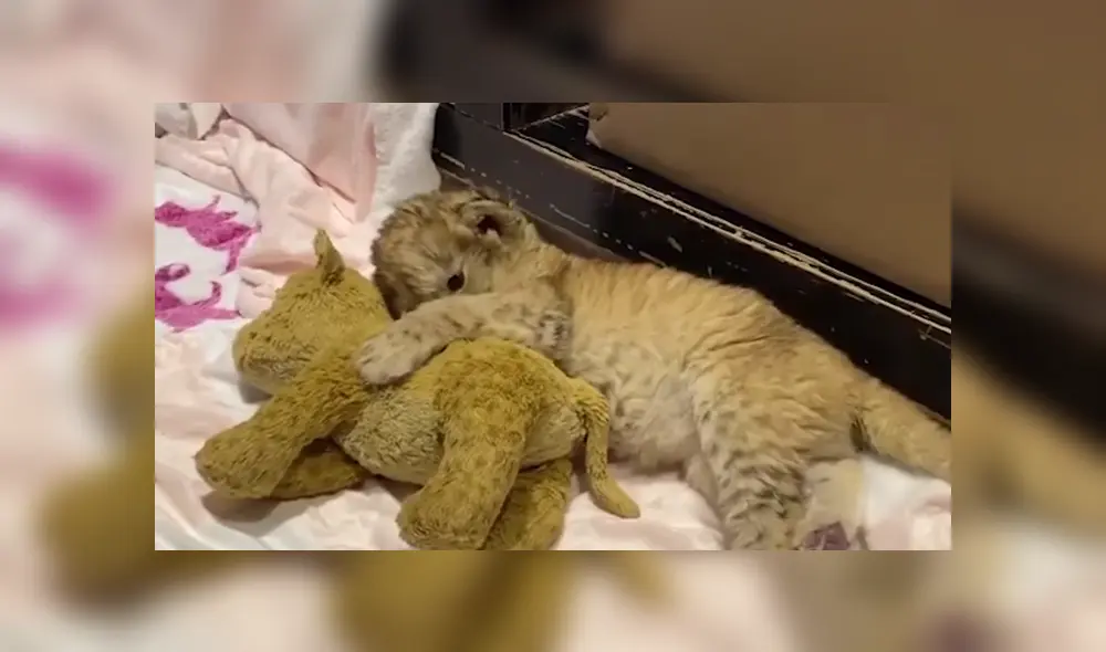 Desliza a la izquierda para ver más sobre este tierno viral de Facebook. Foto: Captura